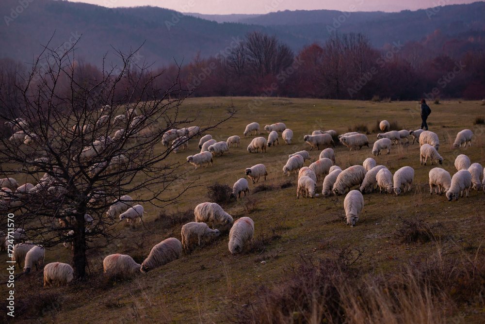 Obraz premium The flock of sheep on a cool evening near the dark forest. Domestic animals returned to the barn in the rural area of Romania