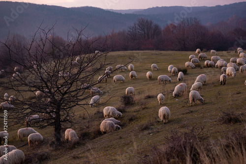 The flock of sheep on a cool evening near the dark forest. Domestic animals returned to the barn in the rural area of Romania