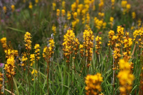Narthecium ossifragum wildflowers in Norway