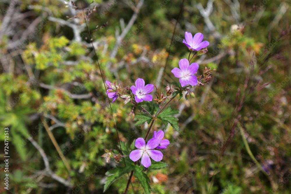 Wood cranesbill flowers (Geranium sylvaticum) Wood cranesbill flowers (Geranium sylvaticum)
