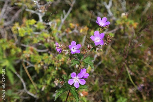 Wood cranesbill flowers (Geranium sylvaticum)