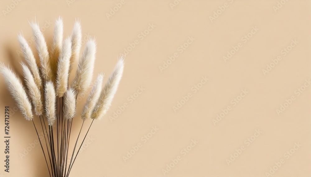 dry fluffy bunny tails grass bouquet on beige backgroundlagurus ovatus flowers poster floral card