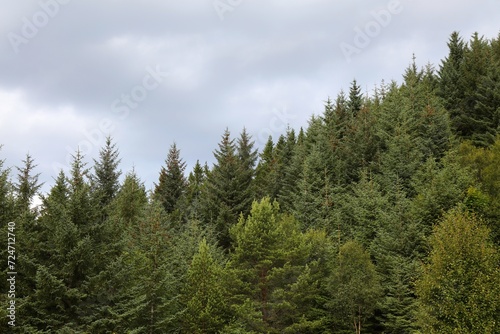 Spruce forest in Ulstein  Norway