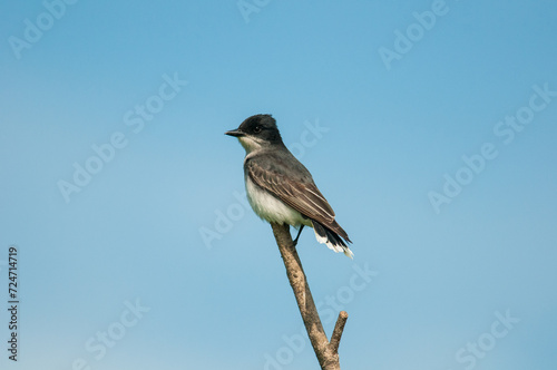 Eastern Kingbird perched atop a branch with clear blue sky