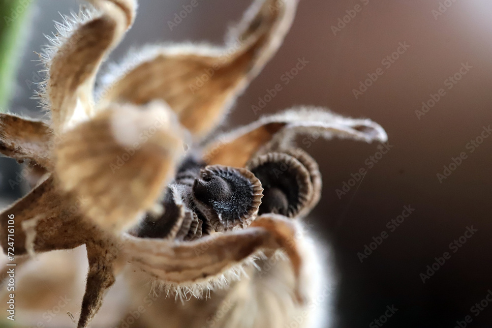 Fototapeta premium - 5 blooming flower with seeds