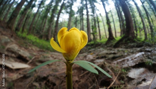 close up of yellow burgeon of orobanche in the wild nature