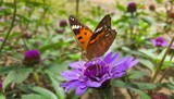 brown and red butterfly perched on purple flower