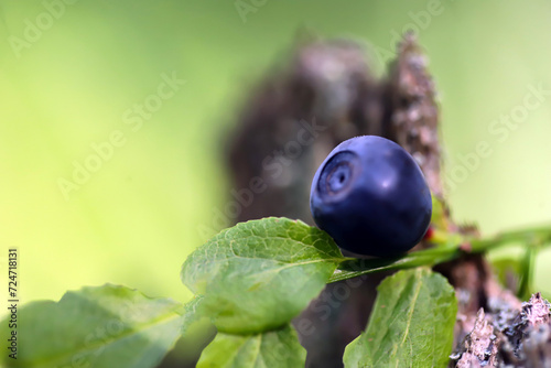- wild berry blueberry, macro, natural background