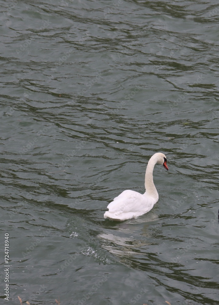 Obraz premium swan on the lake