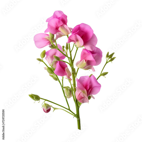 Sweet Pea flower isolated on transparent background
