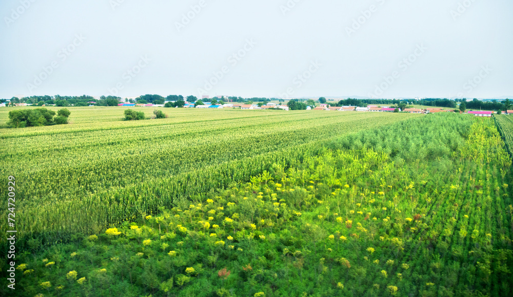 Field crops leading to a farm house