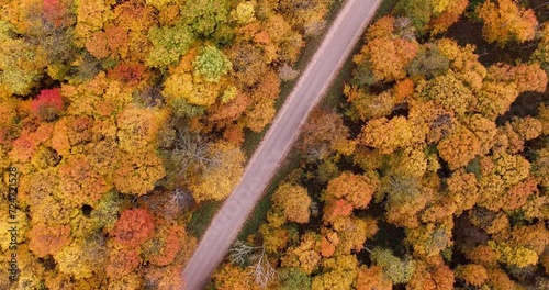 Aerial View of Stunning Tree Canopy in Full HD 4K Video Background