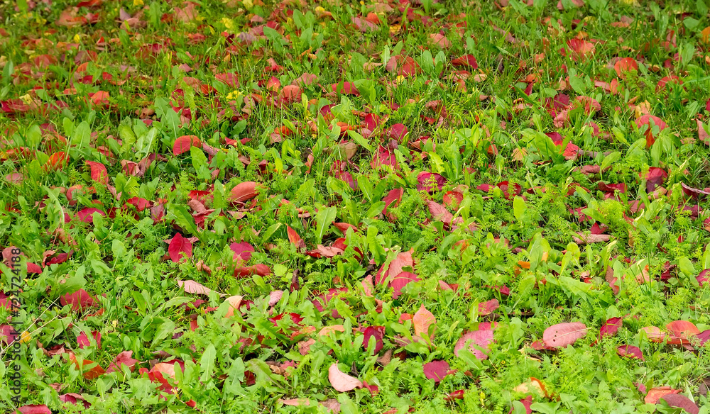 Red autumn leaves on green grass in the park. Autumn background with selective focus.