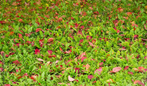 Red autumn leaves on green grass in the park. Autumn background with selective focus.