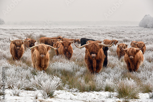 Herd of red brown Scottish highlanders in a natural winter landscape.