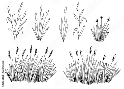 Reed set isolated graphic black white sketch illustration vector