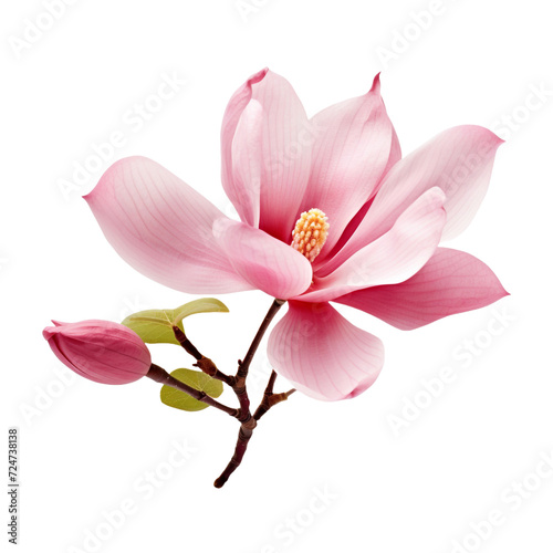 Tulip Tree flower isolated on transparent background