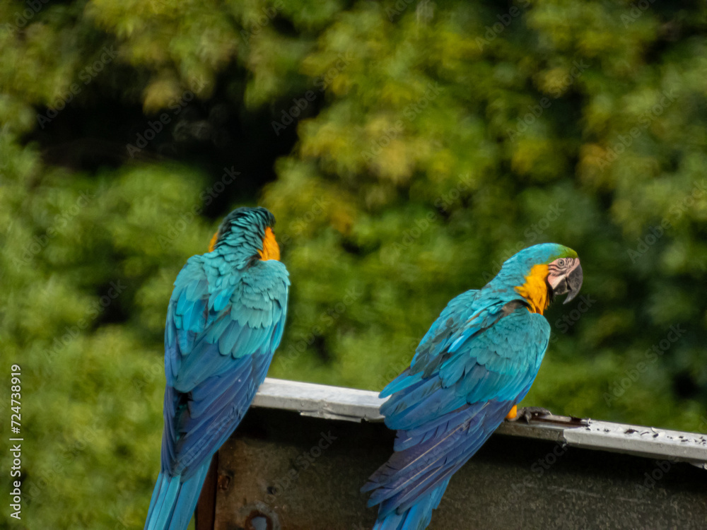 A pair of Blue-and-Yellow Macaws facing away from the camera on top of a billboard