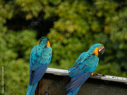 A pair of Blue-and-Yellow Macaws facing away from the camera on top of a billboard © Sabas