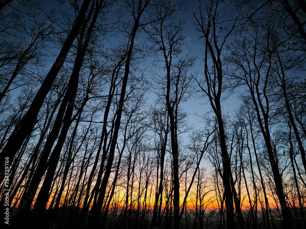 Naklejka premium sunset in the forest