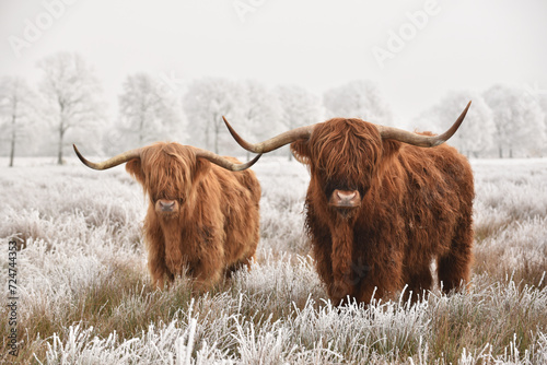 Two Scottish highlanders in a natural frozen winter landscape