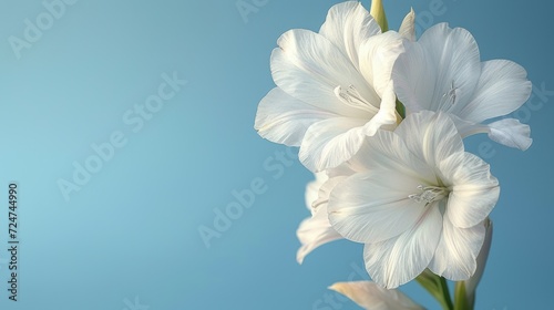  a close up of a white flower on a blue background with a blurry image of a flower in the middle of the frame, with a blue sky in the background.