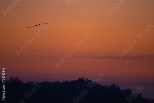 Silhouettes of wild swans flying in the colorful sky at sunset. Cygnus birds on the sky © badescu