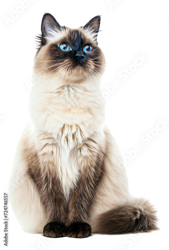 An Himalayan cat with a full body.