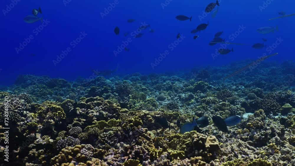 Manta Ray showing over the reef in the atoll of Fakarava in the French Polynesia in the middle of the South Pacific Manta Ray showing over the reef in the atoll of Fakarava in the French Polynesia in the middle of the South Pacific
