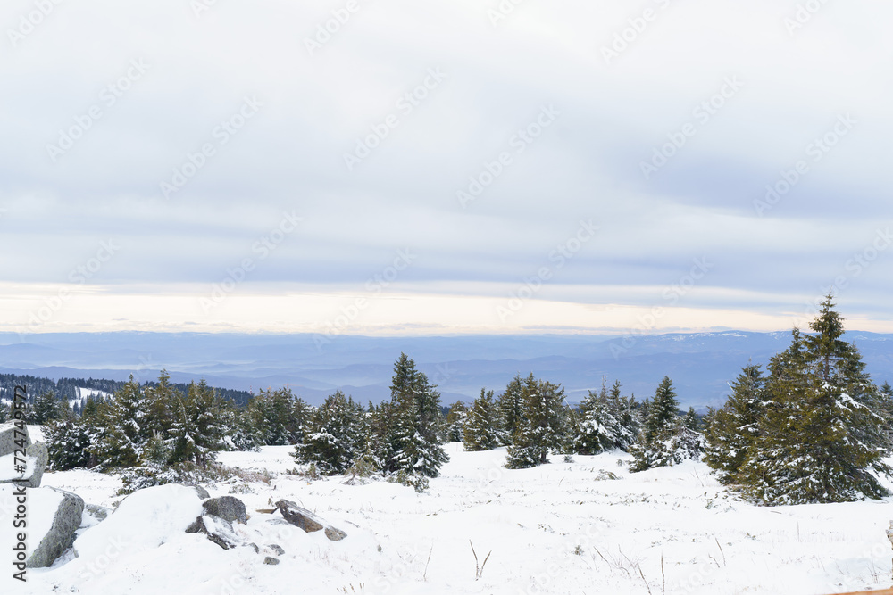 Snow winter forest. Winter nature snow landscape. High quality photo Snow winter forest. Winter nature snow landscape. High quality photo