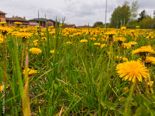 A field of dandelions on the background of a suburban cottage village. The concept of construction  sale of finished houses  development