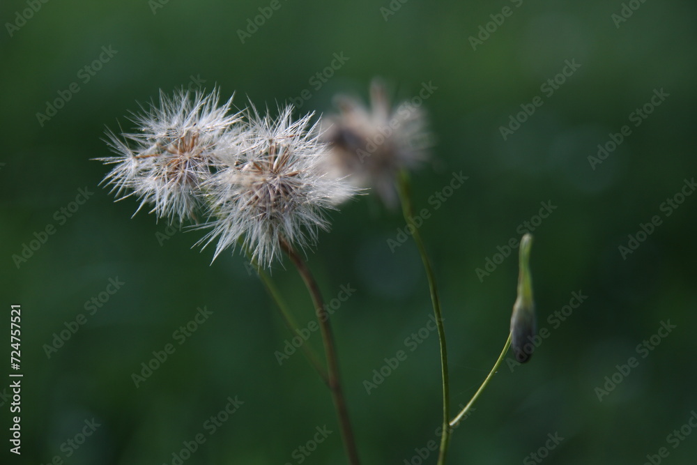 Fototapeta premium white fruit of Hypochaeris radicata L. with a blurry background