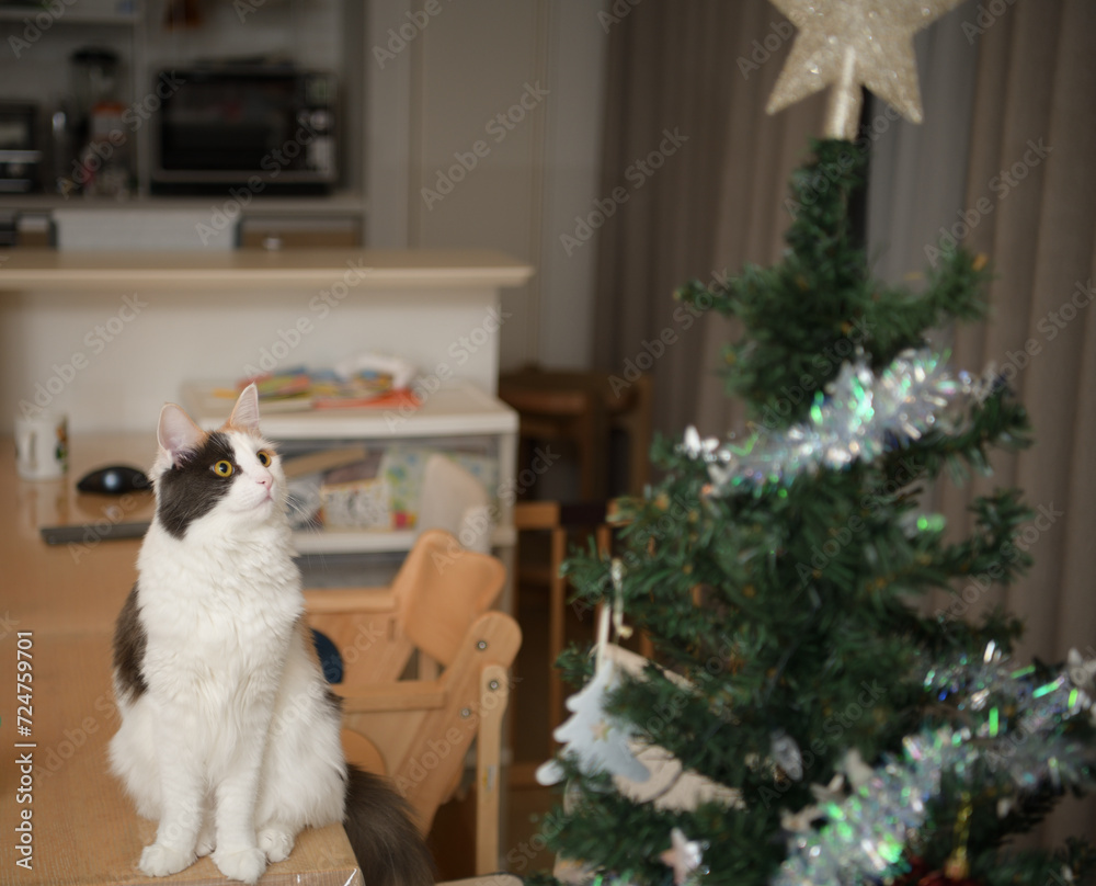 クリスマスツリーと猫(メインクーン) クリスマスツリーと猫(メインクーン)