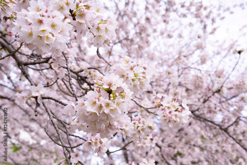 神奈川県小田原市　小田原城の桜