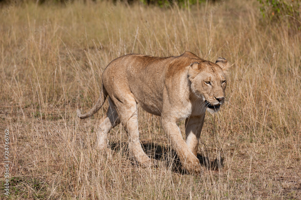Lion female in the Masai Mara