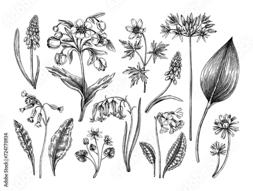 Spring flower sketches. Hand-drawn vector illustrations. Woodland wildflowers. Cowslip, bluebell, grape hyacinth, hellebore, winter aconite. Floral design