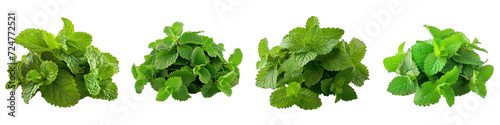 Lemon Balm Flower Pile Of Heap Of Piled Up Together Hyperrealistic Highly Detailed Isolated On Transparent Background Png File