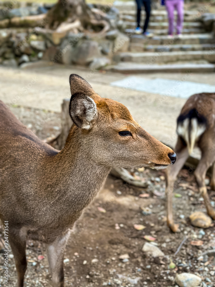 Autumn Season in Japan. Dera in Nara Autumn Season in Japan. Dera in Nara