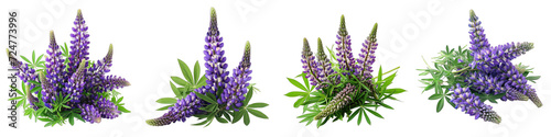 Lupine Flower Pile Of Heap Of Piled Up Together Hyperrealistic Highly Detailed Isolated On Transparent Background Png File
