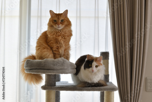 キャットタワーで２匹並んで座る猫（マンチカン、メインクーン）