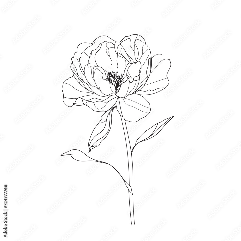 Elegant line drawing of a pretty peony flower. Illustration for invites and cards Elegant line drawing of a pretty peony flower. Illustration for invites and cards