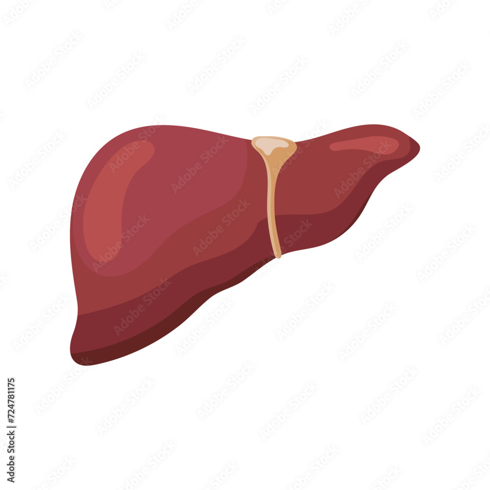 Liver. Internal human organs. Human anatomy. The concept of medicine and healthcare. Vector Liver. Internal human organs. Human anatomy. The concept of medicine and healthcare. Vector