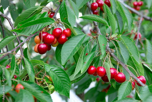 Cherry tree branch with ripe large fruits .
