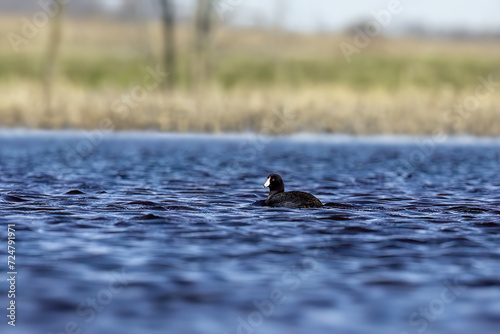  American coot (Fulica americana) on the lake photo