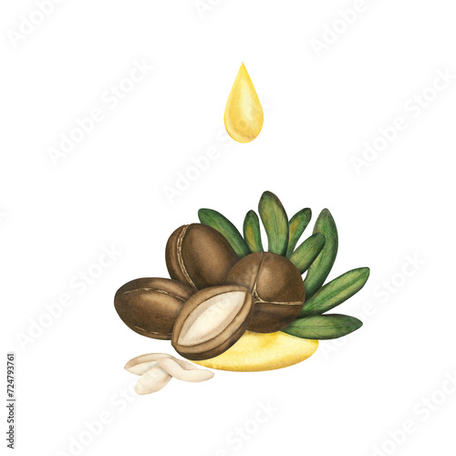 Watercolor illustration of an argan tree nut. A hand-drawn sketch of an oriental walnut on an isolated background. A composition of several ripe argan nuts, seeds, green leaves and a drop of oil