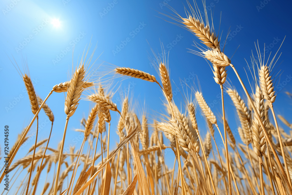 Spikelets of wheat under blue sky. Growing grain in agriculture. Wheat growing in farmer field Spikelets of wheat under blue sky. Growing grain in agriculture. Wheat growing in farmer field