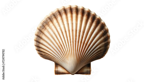 Scallop Isolated on transparent background,top view
