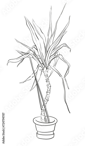 Vector ink line drawing of the large palm tree in a small pot