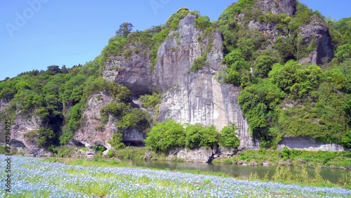 青の洞門とネモフィラ畑【大分県中津市耶馬溪】