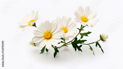 Isolating a realistic spring flower against a stark white background